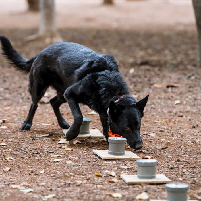 Black dog performing nosework, a competitive sniffing activity.